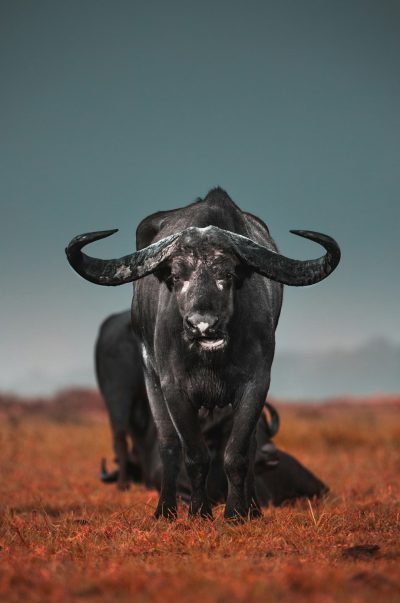 A black buffalo stands in the savannah, facing forward with its head held high and horns pointing upwards. In front of it lies an animal lying on all fours, looking up at the buffalo. The background is blurred grassland. Shot with a Canon EOS camera, professional color grading was applied. --ar 85:128