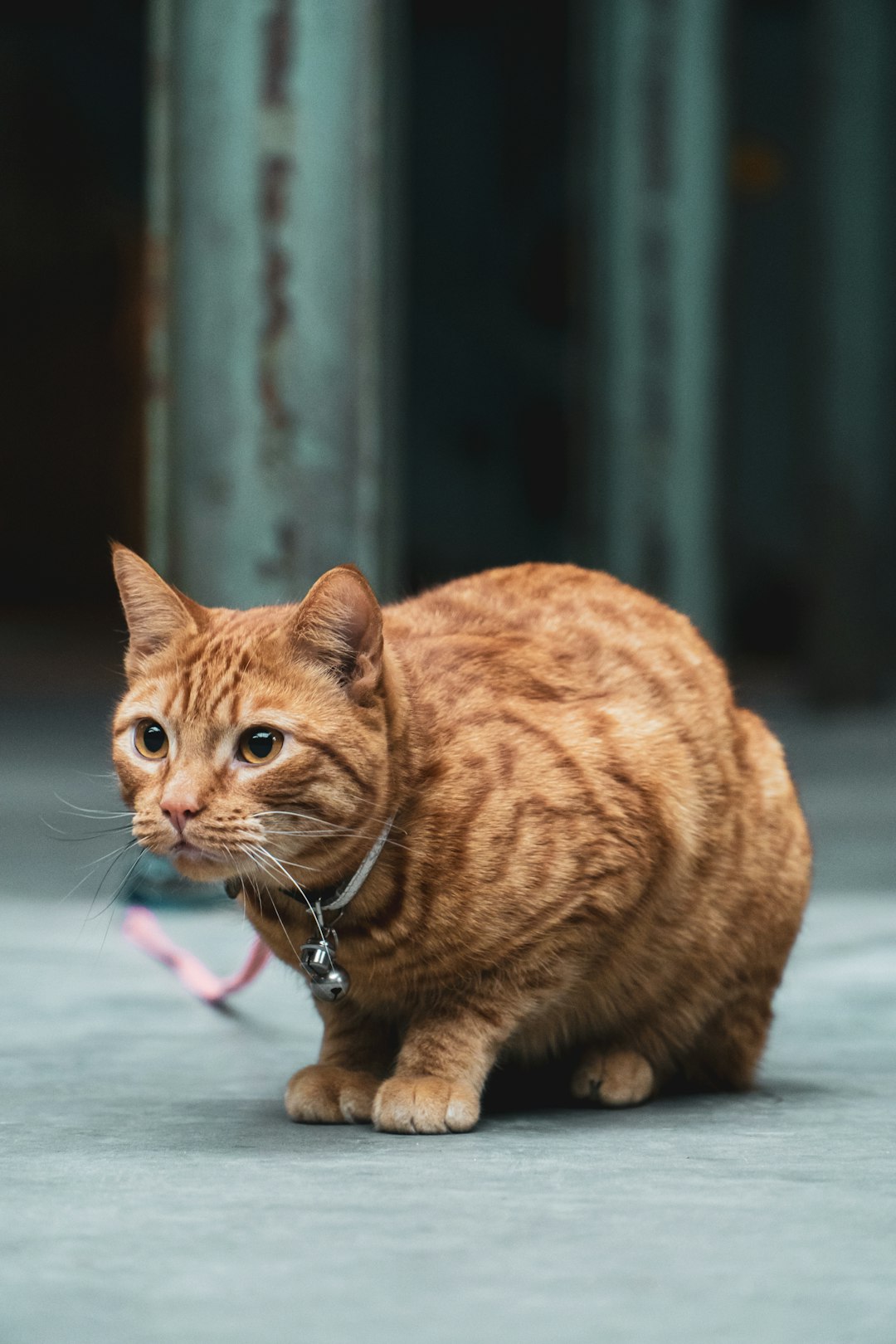 A chubby orange cat with brown stripes, wearing an all-white collar and leash, stands on the concrete floor of an urban street. The photo captures the cat from behind in the style of Sony A7 III. The photo was taken at eye level using a wide-angle lens to capture its entire body. It has soft lighting, clear details, and rich colors. –ar 85:128