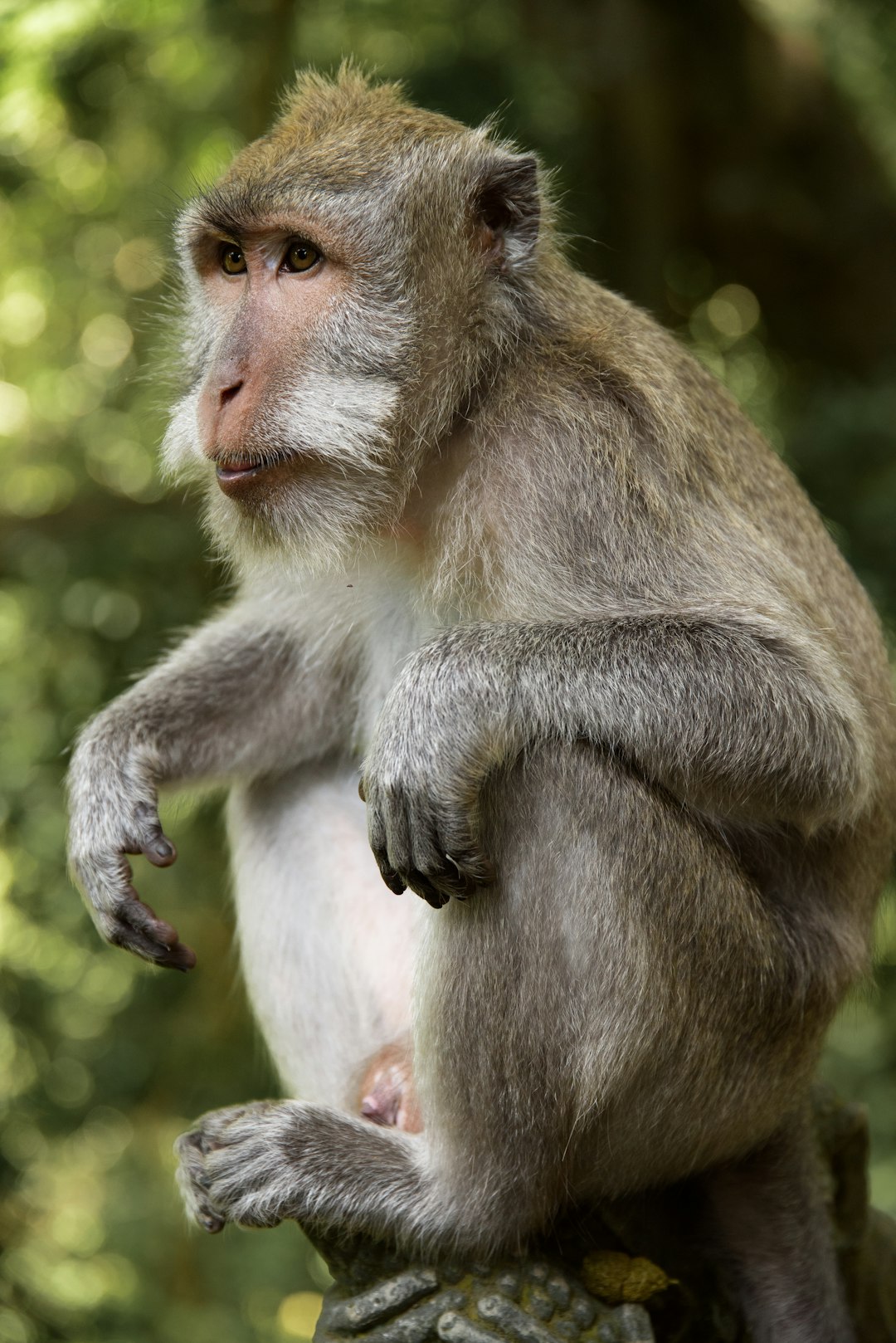 full body photograph of an adult macaque monkey sitting on the edge, holding his belly and looking at camera, bali forest in background, national geographic photography –ar 85:128