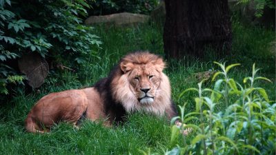 A majestic lion resting in the lush green grass of its habitat, surrounded by dense foliage and tall trees. 8k, real photo, photography in the style of real photo. --ar 16:9