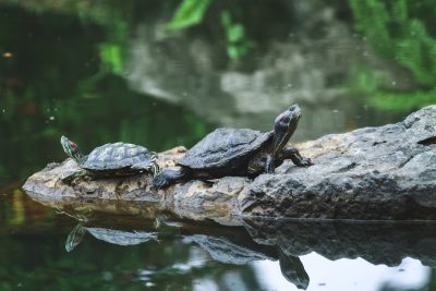 A photograph of two turtles sitting on a rock in the water. One turtle has a red ear and the other has a black shell. There is a reflection in the lake with a beautiful green background. It is a high resolution nature photography shot with a Canon D5 camera and an RF Leica lens in natural light. The peaceful atmosphere evokes a summer time with a closeup side view of the turtles. --ar 128:85