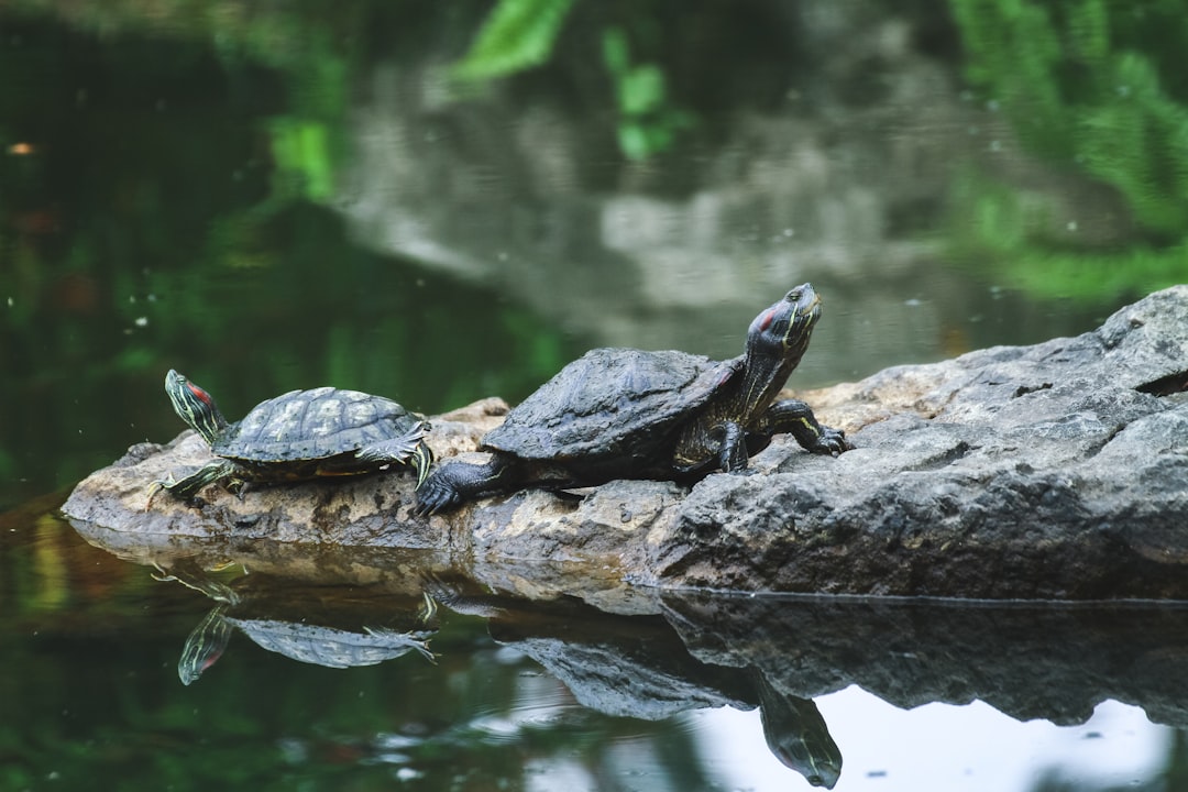 A photograph of two turtles sitting on a rock in the water. One turtle has a red ear and the other has a black shell. There is a reflection in the lake with a beautiful green background. It is a high resolution nature photography shot with a Canon D5 camera and an RF Leica lens in natural light. The peaceful atmosphere evokes a summer time with a closeup side view of the turtles. –ar 128:85