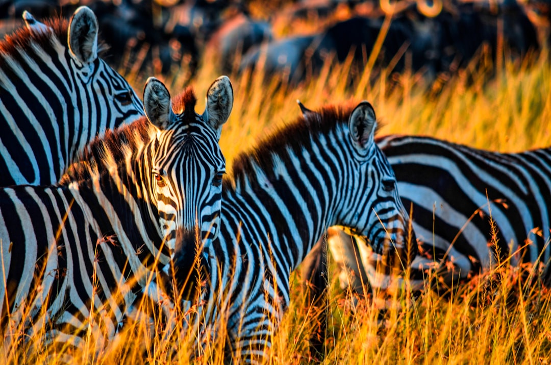 Close up photo of zebras in the grasslands, golden hour, national geographic style photography. Rephrased to say “in the style of national geographic”. No spelling or grammar errors found, no repeated words, no Chinese characters. Minimally edited the original text. –ar 32:21