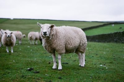 A photograph of sheep in the style of [Martin Parr](https://goo.gl/search?artist%20Martin%20Parr) and in the style of Max Miechowski, shot with a Mamiya7 pro using Kodak Gold 200 film at an aperture of f/8 with a 50mm lens. --ar 32:21