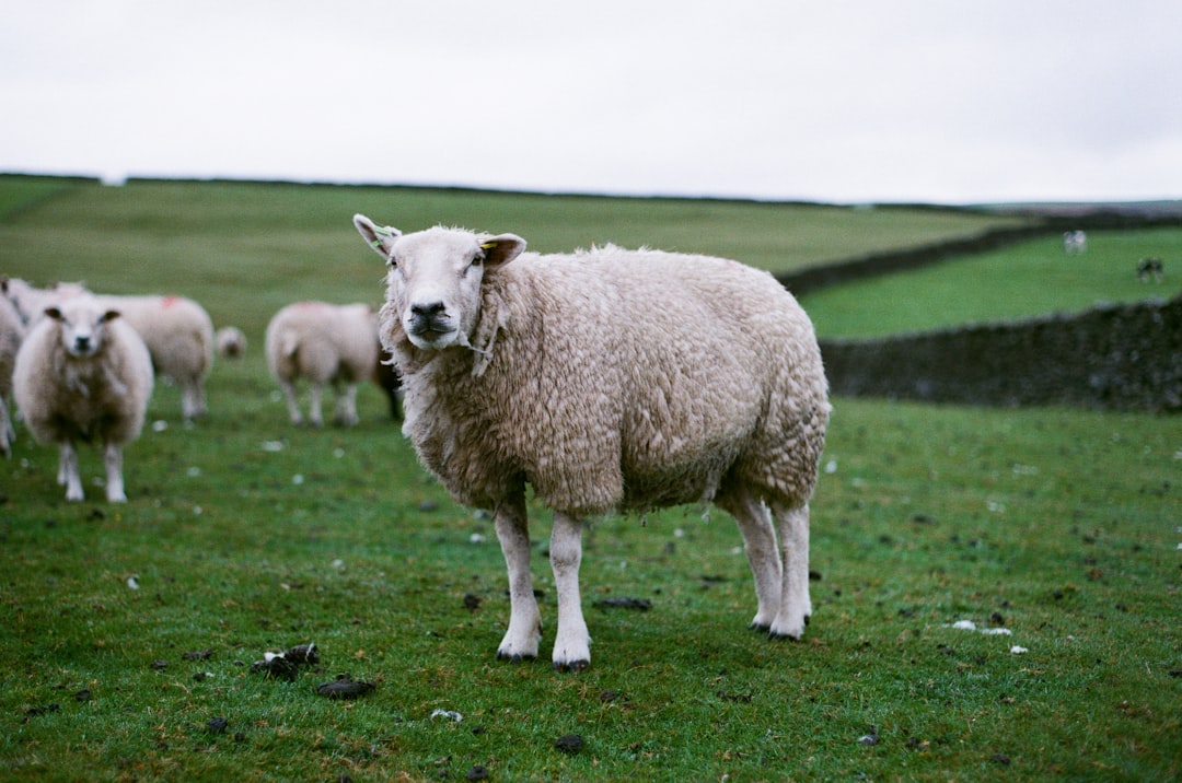 A photograph of sheep in the style of [Martin Parr](https://goo.gl/search?artist%20Martin%20Parr) and in the style of Max Miechowski, shot with a Mamiya7 pro using Kodak Gold 200 film at an aperture of f/8 with a 50mm lens. –ar 32:21