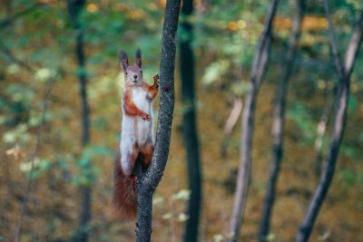 A squirrel standing on its hind legs waving at the camera, climbing up an old tree in an autumn forest, with a natural look, in a high resolution photograph, in the style of National Geographic, with professional color grading, soft shadows, no high contrast, with clean sharp focus, a bokeh background, and a film grain effect. --ar 128:85