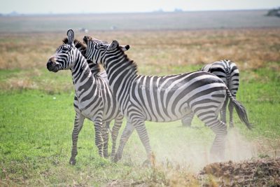 A photo of two zebras in the Serengeti, one zebra is being playful and running around with another. The grassy plains are visible behind them. --ar 128:85