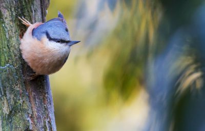 Photo of a nuthatch on the side of an old tree, trying to make its way into a small hole in a closeup shot with a blurred background. --ar 64:41