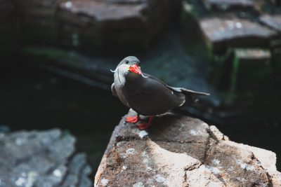 A cute black and grey seagull with red beak sitting on the edge of an old stone wall, he has some feathers hanging down from his face which look like tiny moustaches, he is holding one fish in its mouth, natural lighting, shot in the style of Hasselblad X2D, cinematic still shot, high resolution photography, hyper realistic, fine details, cinematic soft light, bright colors. --ar 128:85