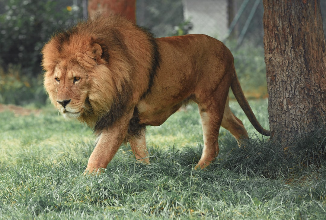 A lion is walking on the grass, its body covered in thick fur and a muscular build. It has an impressive mane that frames its head, giving it an imposing appearance. The background features trees and greenery, adding to the natural setting of the scene. –ar 64:43