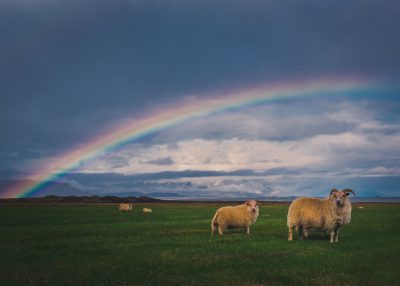 Icelandic sheep grazing in the green meadow, rainbow over dark sky, wide angle shot, unsplash photography style, in the style of unsplash. --ar 128:91