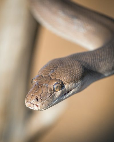 A closeup of the head and body slithering on an eave, the brown snake's eyes focused intently at camera. The background is a beige wall with soft lighting casting gentle shadows., focus on face --ar 51:64