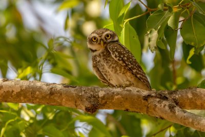 A beautiful photograph of an owl perched on the branch of a tree in Ranthambore, India. The owl has distinctive white and brown spots with yellow eyes. There are green leaves behind it. Shot in the style of Nikon D850 DSLR camera with an 24-70mm f/3.5-5.6 lens, best quality. --ar 128:85