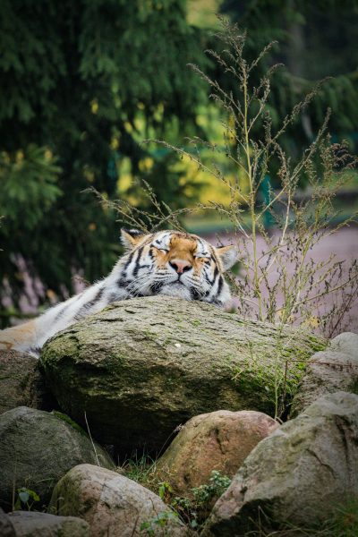 A tiger is lying on a rock, surrounded by trees and grasslands in an amusement park. The photo was taken with a Canon eos r5 and 20mm f/8 lens, highlighting its peaceful expression as it sleeps peacefully. In the background, there is another large stone beside it, adding to its natural surroundings. --ar 85:128