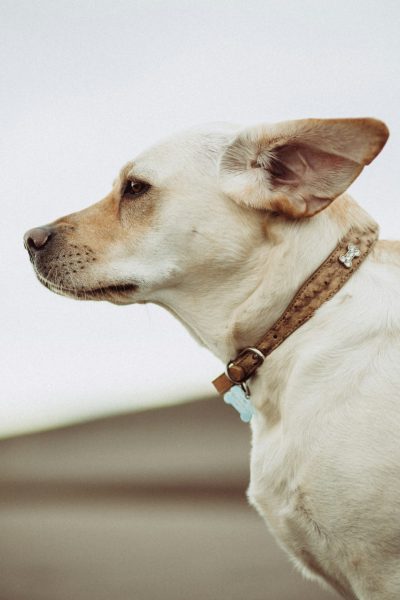 Close up photo of a white dog wearing a brown leather collar with a blue tag, side view, minimalistic background, in the style of unsplash photography. --ar 85:128