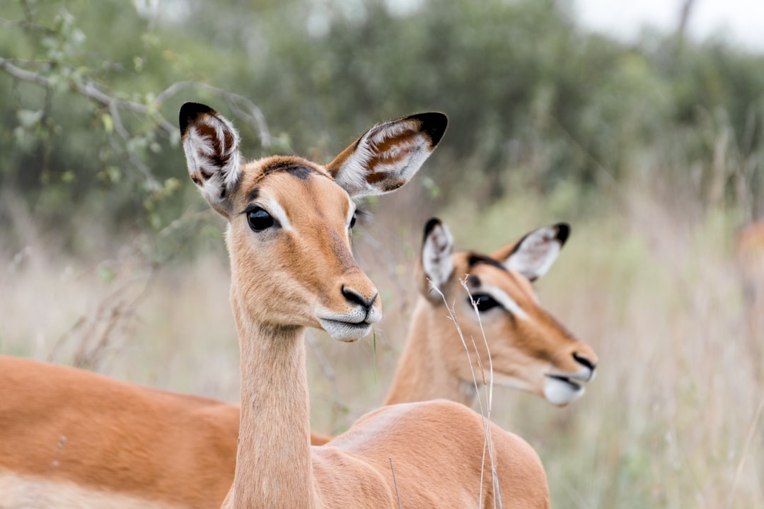 A closeup of two impala antelope in the South African savannah, their focused eyes and ears reflecting they have been alerted to an unknown danger or simple rocks. Nikon D850 DSLR camera with a Nikkor AFS EF lens captured the image in the style of an oran made up of white cream and brown colors against a light natural background, with super resolution photography producing a high quality photo. –ar 128:85