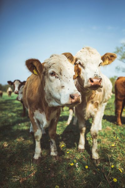 Two white and brown cows standing in the grass, with a clear blue sky as background. A high definition closeup photograph shows two cow heads facing towards the camera, with a depth of field effect. In the distance is a view of the natural environment with bright sunshine, lively movements and rich details of green pastures. Commercial photography in the style of documentary photography. --ar 85:128