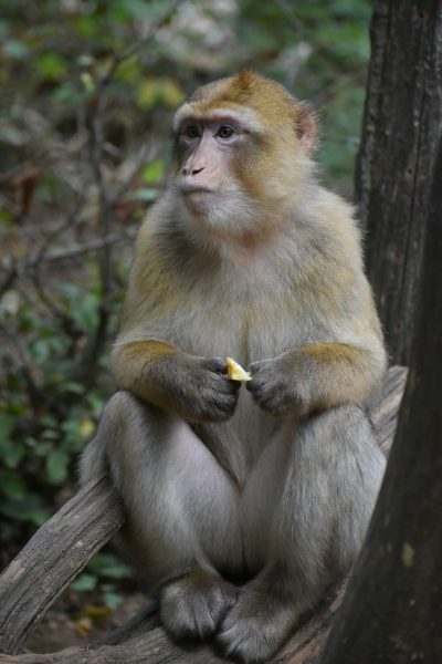 In the forest, an adult macaque sits on a tree trunk and eats fruit. The whole body is photographed from head to toe, showing its entire back in full body photos. This monkey has golden hair all over his skin, yellow eyes, gray fur color with a white chest, sitting upright like people. In front of him was a piece of banana he had just eaten. He sat there quietly against the background of green trees, with his feet crossed together. in the style of