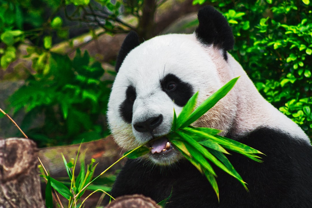 Close up of a panda eating bamboo in a natural environment, a real photo, with high definition photography and ultra clear details, with professional color grading. –ar 128:85