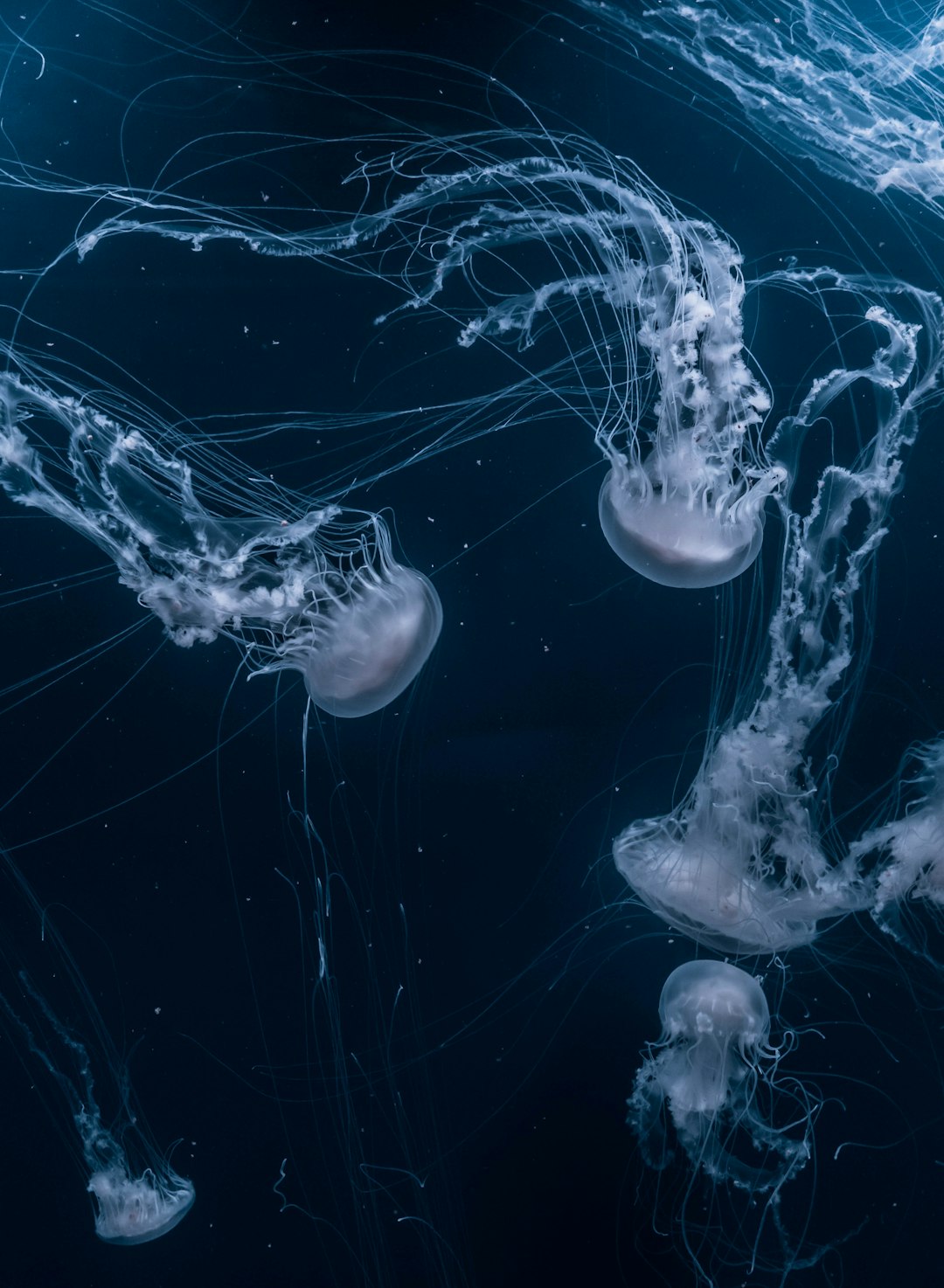 Photograph of multiple jellyfish in the dark ocean, with a dark blue background, with motion blur, in an epic scene, with an epic composition, in a cinematic style, with realistic photography, from a top view, close up, shot with a Sony Alpha A7 III camera. –ar 93:128