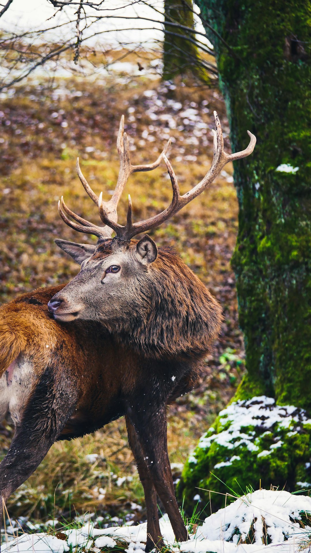 A majestic deer with impressive antlers standing in the snow-covered forest, its thick fur contrasting against the green moss and brown trees, with a focus on its face. –ar 9:16