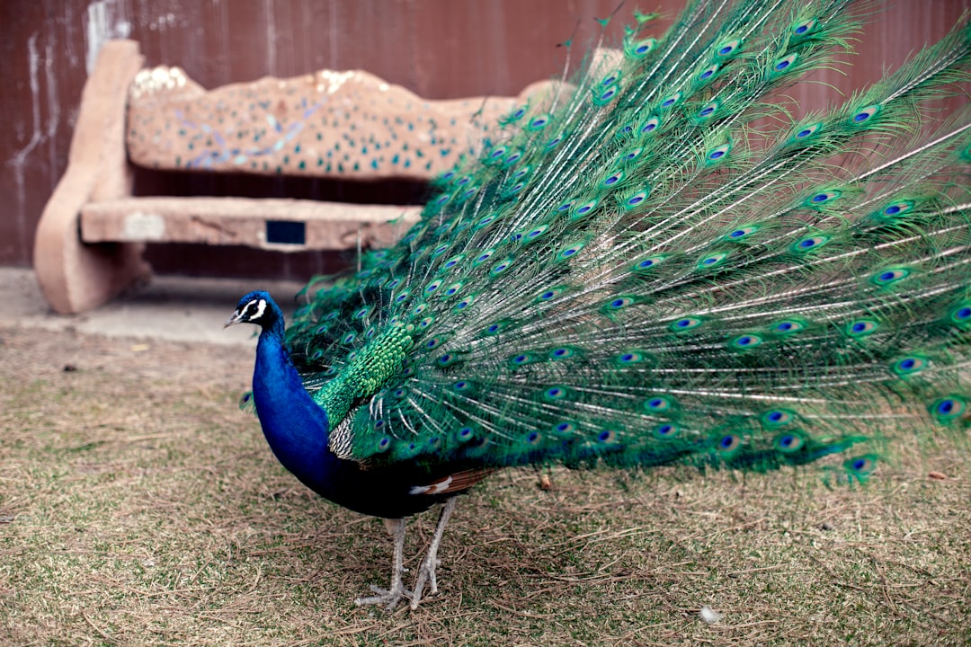 A peacock with its feathers spread out, standing on the grass in front of an old bench. The background is blurred and has brown walls. –ar 128:85