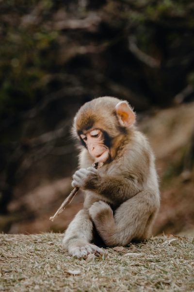 A cute little monkey playing with sticks in the mountains of Japan's Grand National Park, in the style of Nikon D850 raw photo. --ar 85:128