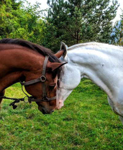 A brown horse and a white horse playing together in the green grass, profile view, with a forest background, in a close up shot, taken with an iphone pro camera. --ar 13:16