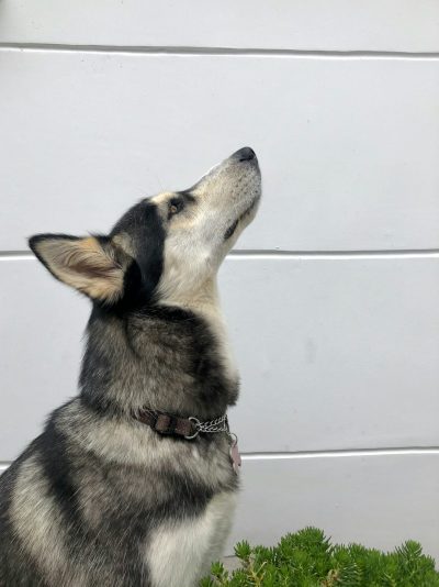 A photo of a black and grey husky dog howling, with a white wall behind him and green grass on the ground, taken from below in a profile view.