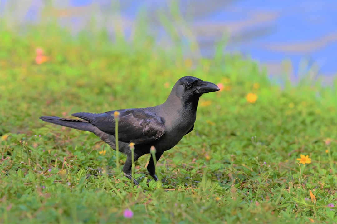 A black crow sits on green grass near water, with colorful wildflowers in the background. The photograph has professional color grading in the style of soft shadows and no contrast, with clean sharp focus. It is a digital photography. –ar 128:85