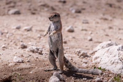 full body photograph of an African ground squirrel standing on its hind legs in an arid environment, taken with a canon eos r5 camera. The photograph is in the style of canon eos r5. --ar 128:85