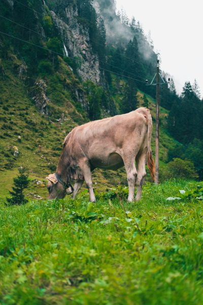 A cow is grazing in the green grass of an alpine meadow, surrounded by dense forests and mountains. In the background there is fog on top of the mountain with forested slopes, shot from the side view, in the style of unsplash photography. --ar 85:128