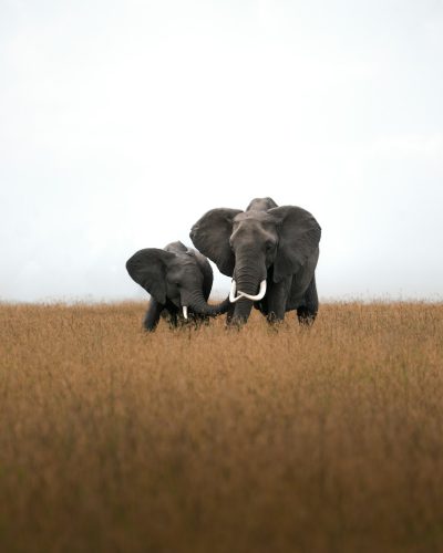photography of two elephants in the savannah, wide shot, 50mm lens, neutral background, high resolution, hyper realistic in the style of neutral background.
