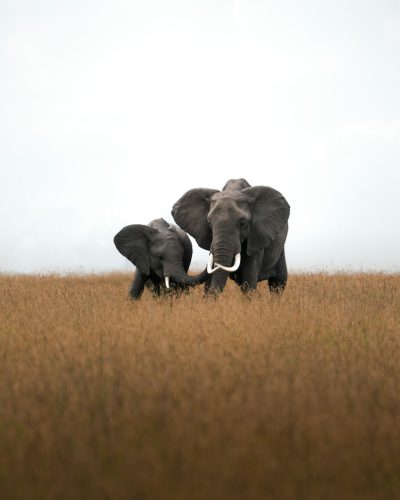 photography of two elephants in the savannah, wide shot, front view, on a white background, with natural lighting, taken in the style of Hasselblad x2d camera --ar 51:64