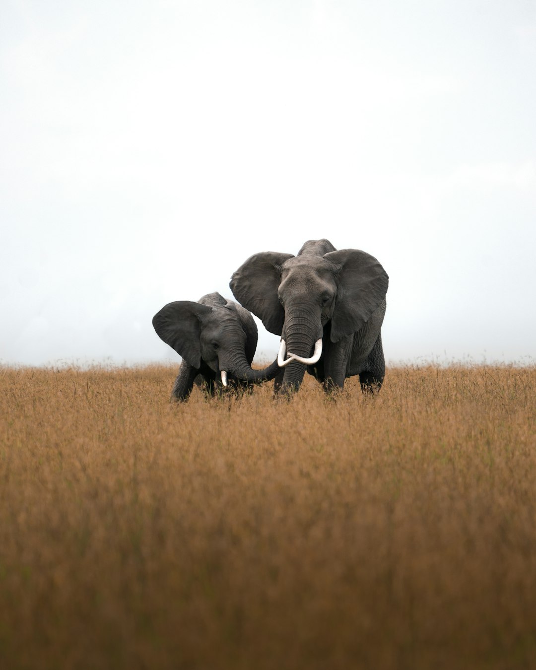 photography of two elephants in the savannah, wide shot, front view, on a white background, with natural lighting, taken in the style of Hasselblad x2d camera –ar 51:64