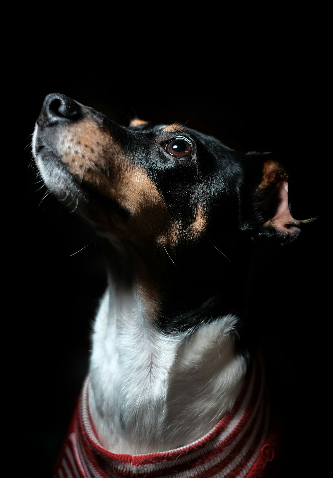 Studio portrait of an American fox terrier wearing a red and white striped sweater, looking up at the sky with a dark background and backlighting. The shallow depth of field creates a headshot effect. The photo was shot on a Canon DSLR in a hyper realistic style of photography. –ar 89:128