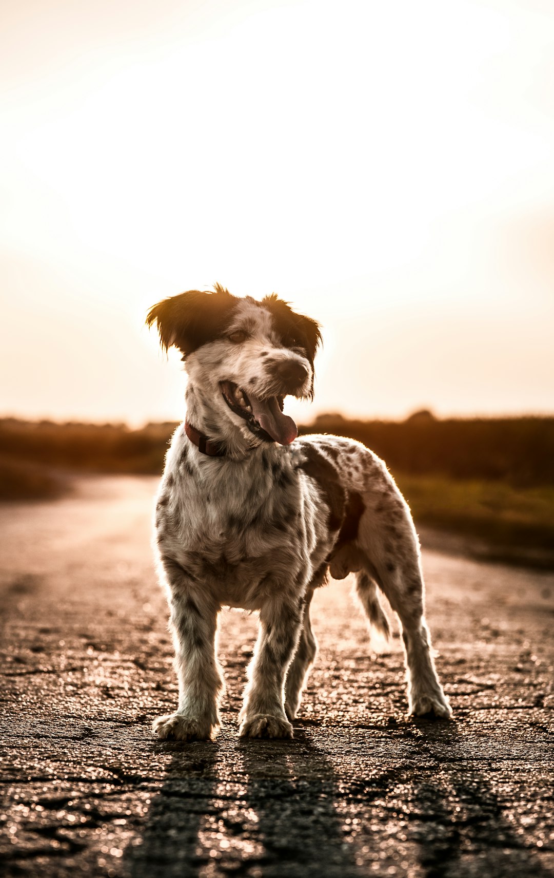 A small dog standing on the road, with its head tilted and mouth open as if it was laughing. The background is an endless field under sunset, with soft tones. Using a Canon EOS R5 camera with a standard lens to capture details of fur texture. Bright sunlight illuminates its body, creating a strong contrast between light and dark. Shot from a low angle perspective for highlighting its whole figure. A full body shot, in the style of Canon EOS R5 camera with standard lens to capture details of fur texture. –ar 5:8