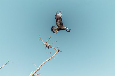 A caracara bird flying with its talons wrapped around an armadillo, high in the sky above dead trees, blue skies, Nikon D850 DSLR, f/2 lens sharp focus on subject --ar 128:85