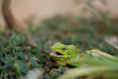 A small green lizard is lying on the ground, its mouth open and showing teeth. The background features lush vegetation with blurred edges. This photo was taken using a Canon EOS R5 camera with an aperture of f/20, shutter speed at 3476, ISO 80, and focal length set to macro. The overall composition captures a sense of tranquility and natural beauty in the scene, in the style of nature photography. --ar 128:85