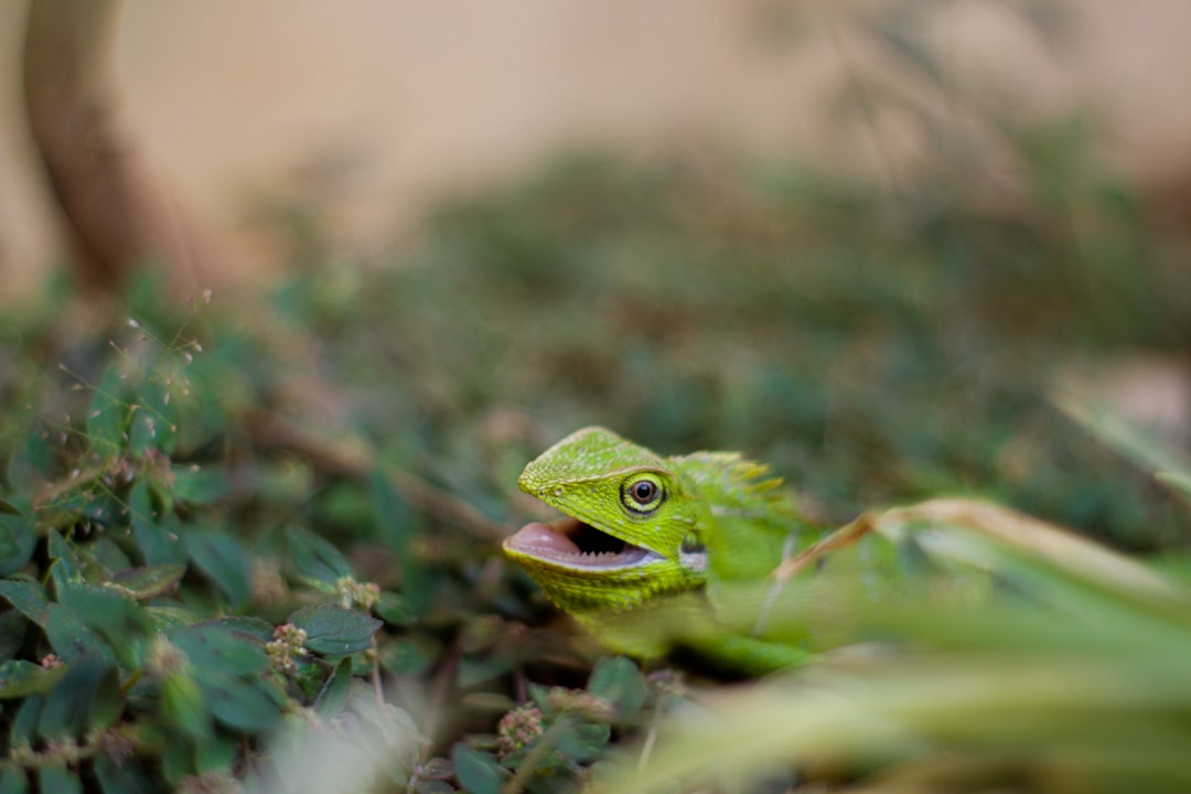 A small green lizard is lying on the ground, its mouth open and showing teeth. The background features lush vegetation with blurred edges. This photo was taken using a Canon EOS R5 camera with an aperture of f/20, shutter speed at 3476, ISO 80, and focal length set to macro. The overall composition captures a sense of tranquility and natural beauty in the scene, in the style of nature photography. –ar 128:85