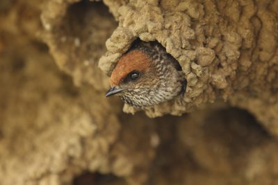 A closeup of the head and beak peeking out from its nest, surrounded by soft brown fur, while the rest is obscured behind the rough texture of dirt walls. The bird's eyes sparkle with curiosity as it!" in an environment where they building their first burrow for futurehandling in nature, using small stones to form a solid structure that will protect them against wind or rain, providing shelter and protective cover during cold weather. --ar 128:85