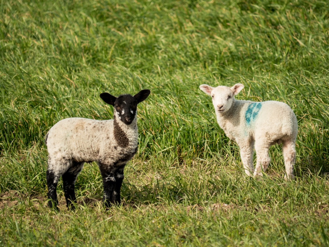 two young lambs, one black and white with blue mark on its side the other is all wooly white with green paint, standing in an English field, Nikon D850 DSLR camera, wideangle lens, daylight, –ar 4:3