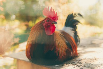 Close up photo of a rooster sitting on a wooden table on a sunny day, with a blurred background, in the style of unsplash photography. --ar 128:85