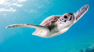 A sea turtle gracefully glided through the clear blue waters, its smooth skin glistening under sunlight, showcasing elegance and grace in the style of marine life photography, captured with a Canon EOS5D Mark IV for its sharp focus on intricate details of wildlife.