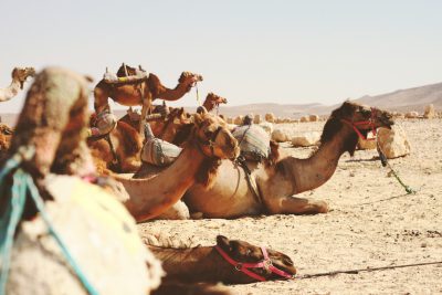 A group of camels resting in the desert, with one camel sitting on its back and another lying down, surrounded by other animals like horses or donkeys. In the style of documentary photography, the scene resembles a documentary travel movie depicting a desert landscape on a sunny day. --ar 128:85