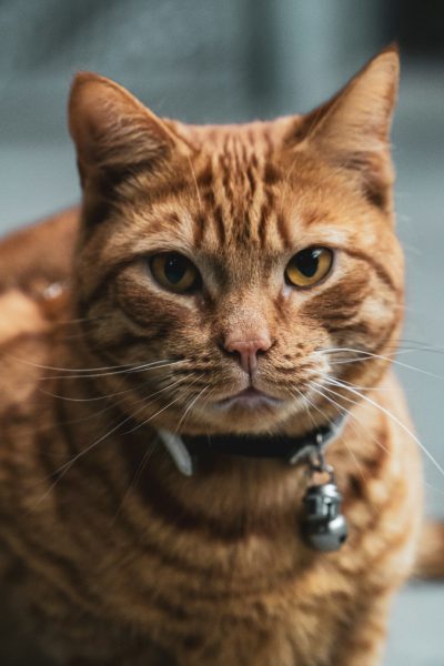 A photo of an orange cat with brown stripes, wearing a collar and bell around its neck. The background is blurred to focus on the subject, highlighting details like fur texture and eyes. --ar 85:128