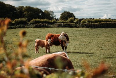 Cows in the pasture, beautiful landscape, brown and white cows with newborn calves at their sides laying down next to them, shot from behind, in the style of unsplash photography. --ar 128:85