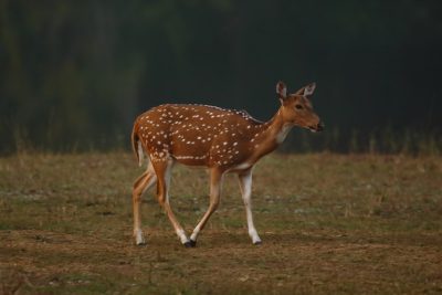 A beautiful little deer walks on the grassland, with white spots and brown fur. In the distance is an Indian forest in front of it, shot in the style of Canon camera, full body photo. The details were clearly visible. The photo was taken at dusk, and there should be some light on its head. --ar 128:85