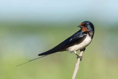 A beautiful swallow perched on the edge of its branch, against a blurred background of green grass and sky. The bird's black body with white underbelly contrasts with its red chest, which adds color to the scene. Shot in high resolution using a Canon EOS5D Mark III camera with an EF lens at an f/8 aperture setting. Soft natural lighting highlights every detail from head down to tail feathers, in the style of Chinese artist. --ar 128:85