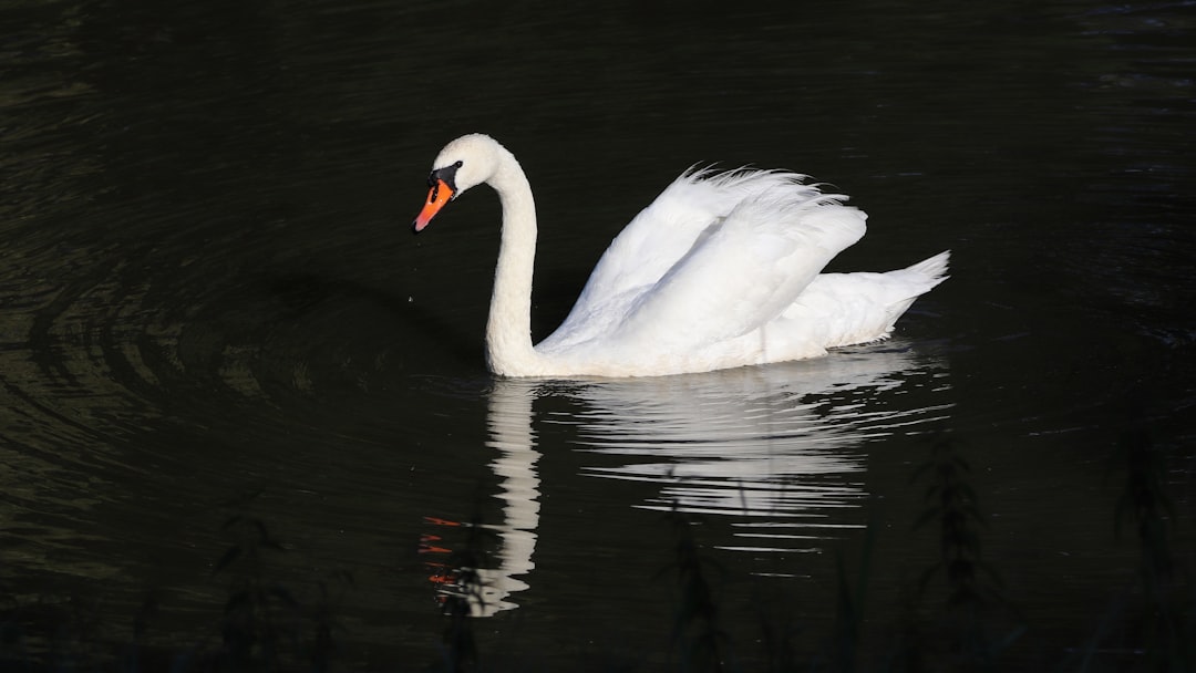 A graceful swan gracefully gliding on the water, its elegant white plumage reflecting in the dark surface of an enchanted pond. The photograph shows detailed, high resolution and beautiful shadows in the style of a professional photograph with cinematic quality. –ar 16:9